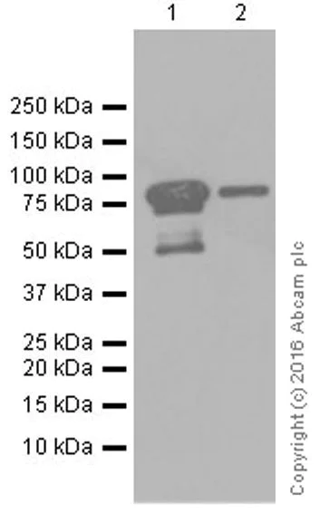 Western blot - Anti-IL-16 antibody [EPR19988] - BSA and Azide free (AB251467)