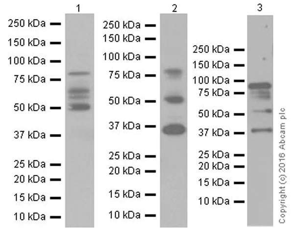 Western blot - Anti-IL-16 antibody [EPR19988] - BSA and Azide free (AB251467)