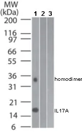 Western blot - Anti-IL-17A antibody [4K5F6] (AB189377)