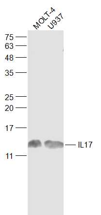 Western blot - Anti-IL-17A antibody (AB217359), expandable thumbnail