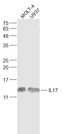 Western blot - Anti-IL-17A antibody (AB217359)