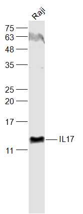 Western blot - Anti-IL-17A antibody (AB217359), expandable thumbnail