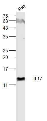 Western blot - Anti-IL-17A antibody (AB217359)