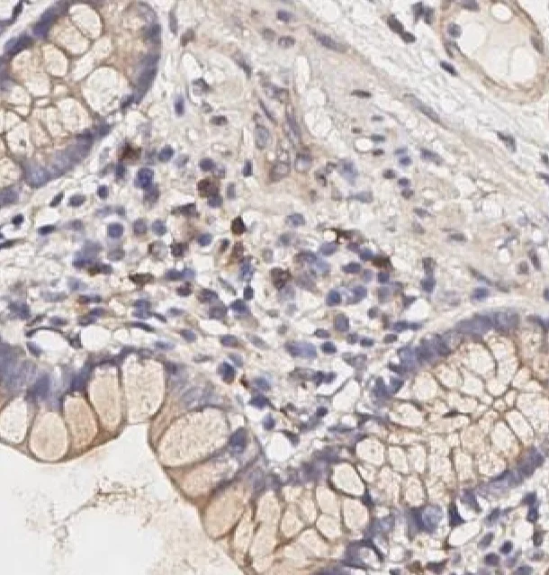 Immunohistochemistry (Formalin/PFA-fixed paraffin-embedded sections) - Anti-IL-17A antibody (AB267403)