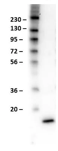 Western blot - Anti-IL-17A antibody (AB267403)