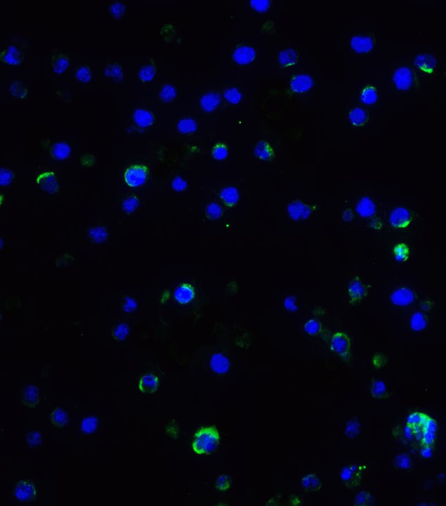 Immunocytochemistry/ Immunofluorescence - Anti-IL-17A antibody (AB79056), expandable thumbnail