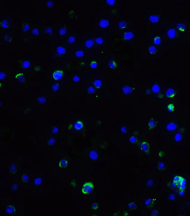 Immunocytochemistry/ Immunofluorescence - Anti-IL-17A antibody (AB79056)