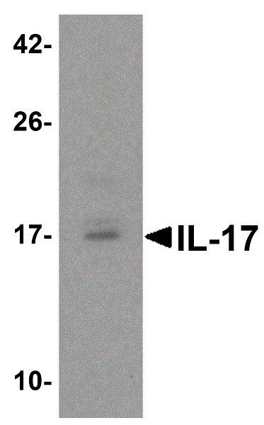 Western blot - Anti-IL-17A antibody (ab79056), expandable thumbnail