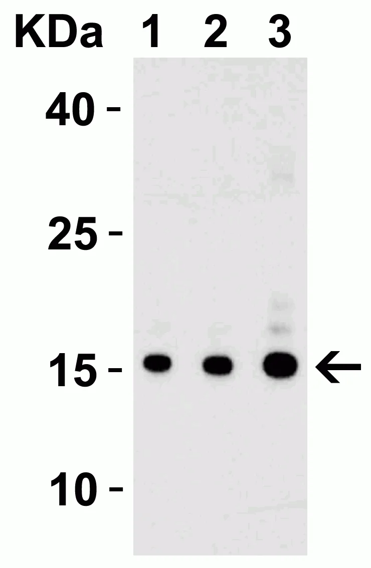 Western blot - Anti-IL-17A antibody (AB79056)