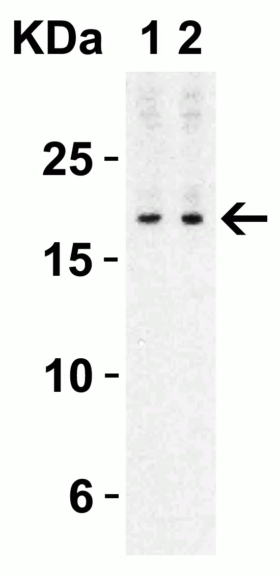 Western blot - Anti-IL-17A antibody (AB79056)