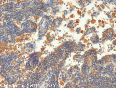 Immunohistochemistry (Formalin/PFA-fixed paraffin-embedded sections) - Anti-IL-17A antibody (AB91649)