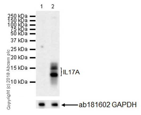 Western blot - Anti-IL-17A antibody [EPR21776] (AB218013)