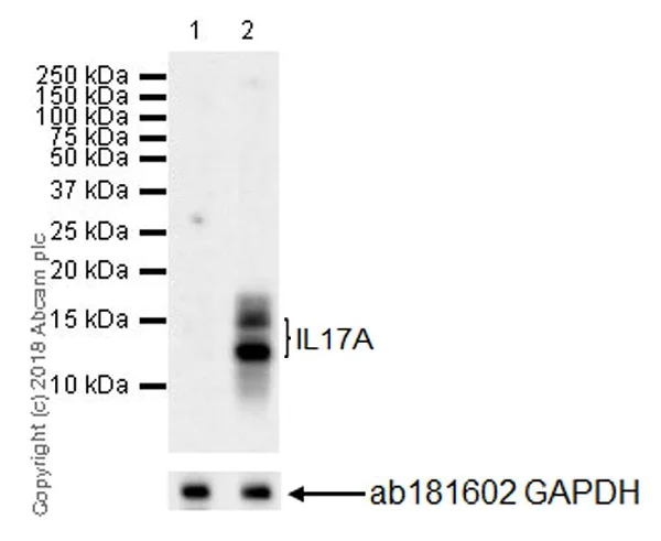 Western blot - Anti-IL-17A antibody [EPR21776] (AB218013)