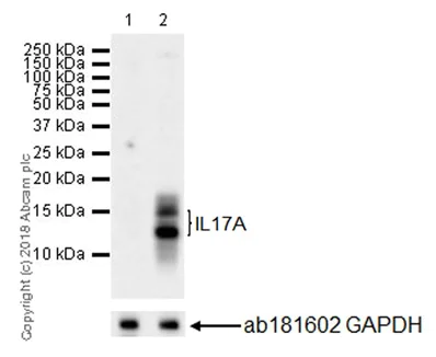 Western blot - Anti-IL-17A antibody [EPR21776] - BSA and Azide free (AB231891)