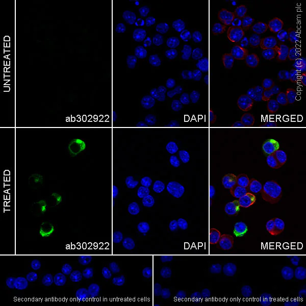 Immunocytochemistry - Anti-IL-17A antibody [EPR26410-51] (BSA and Azide free) (AB302923)