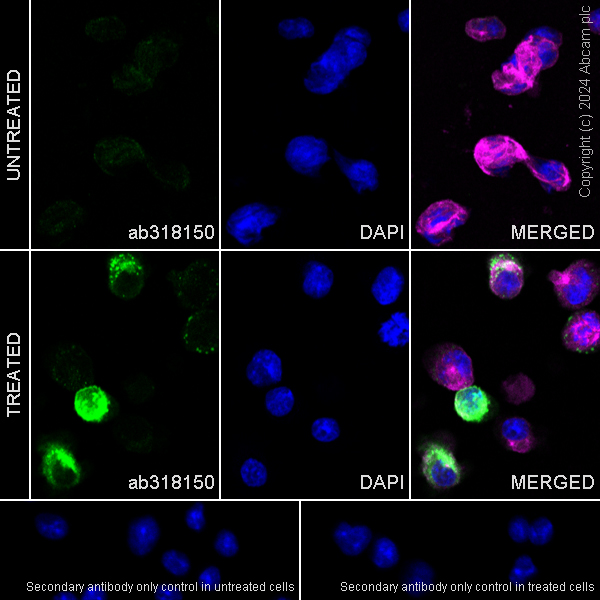 Immunocytochemistry/ Immunofluorescence - Anti-IL-17A antibody [RM1202] - BSA and Azide free (AB318151), expandable thumbnail