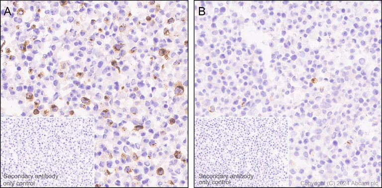 Immunohistochemistry (Formalin/PFA-fixed paraffin-embedded sections) - Anti-IL-17A antibody [RM1202] - BSA and Azide free (AB318151)
