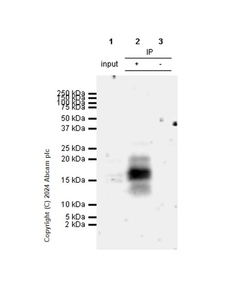 Immunoprecipitation - Anti-IL-17A antibody [RM1202] - BSA and Azide free (ab318151), expandable thumbnail