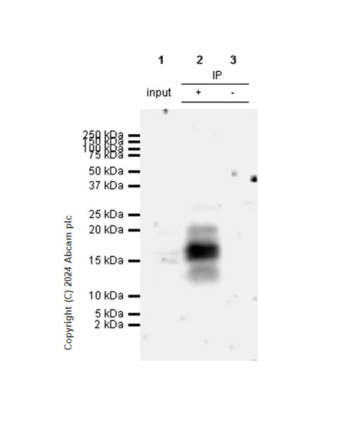Immunoprecipitation - Anti-IL-17A antibody [RM1202] - BSA and Azide free (AB318151)