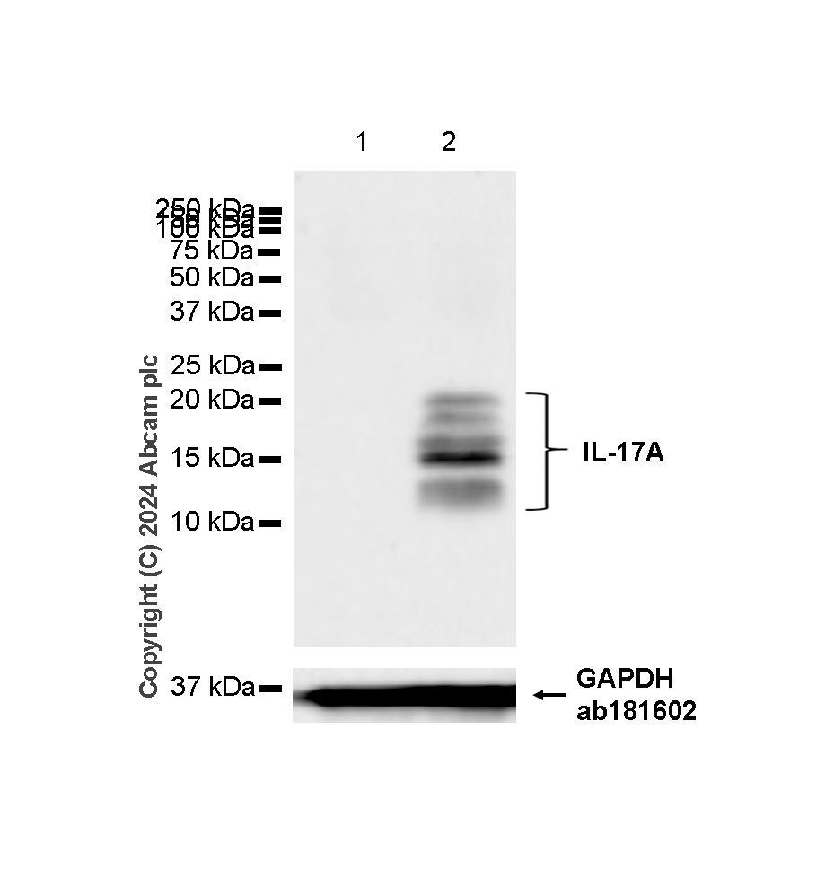 Western blot - Anti-IL-17A antibody [RM1202] - BSA and Azide free (AB318151), expandable thumbnail
