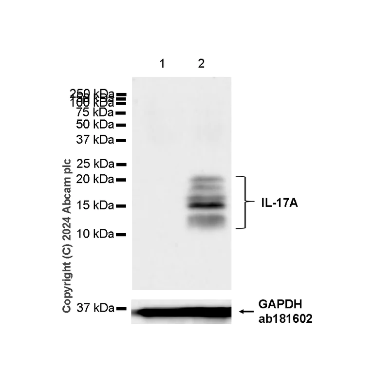 Western blot - Anti-IL-17A antibody [RM1202] - BSA and Azide free (AB318151)
