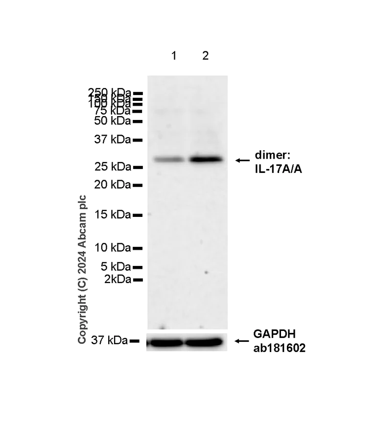 Western blot - Anti-IL-17A antibody [RM1202] - BSA and Azide free (AB318151)