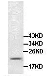 Western blot - Anti-IL-17B antibody (AB106272)