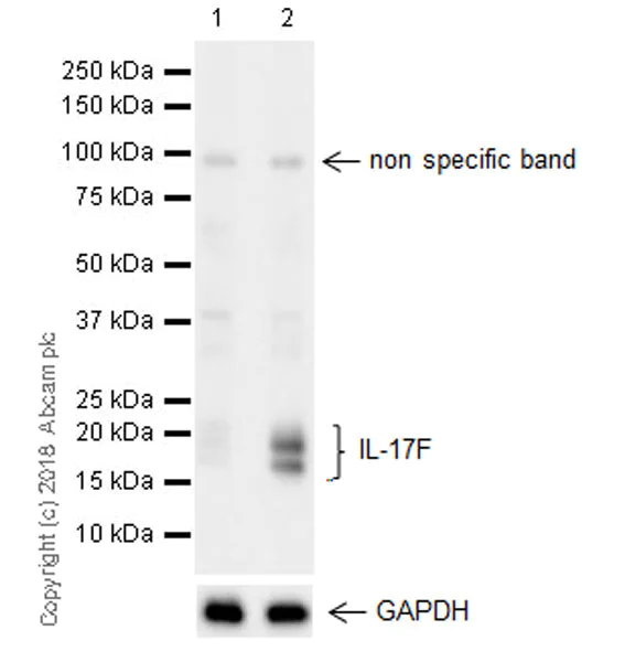 Western blot - Anti-IL-17F antibody [EPR17830-169] (AB187059)
