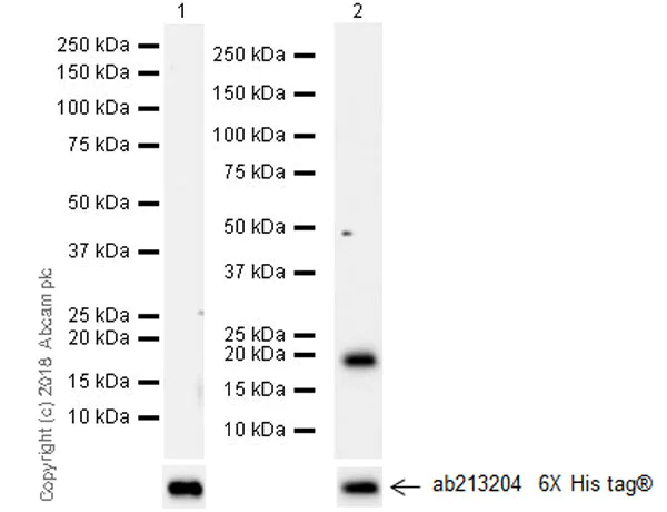 Western blot - Anti-IL-17F antibody [EPR17830-169] (AB187059)