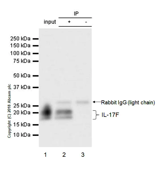 Immunoprecipitation - Anti-IL-17F antibody [EPR17830-169] - BSA and Azide free (AB234532)