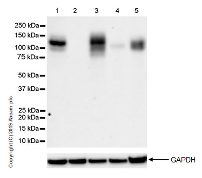 Western blot - Anti-IL-17RA antibody [EPR22831-5] - BSA and Azide free (AB267402), expandable thumbnail