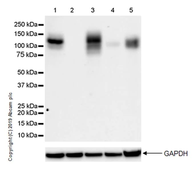 Western blot - Anti-IL-17RA antibody [EPR22831-5] - BSA and Azide free (AB267402)