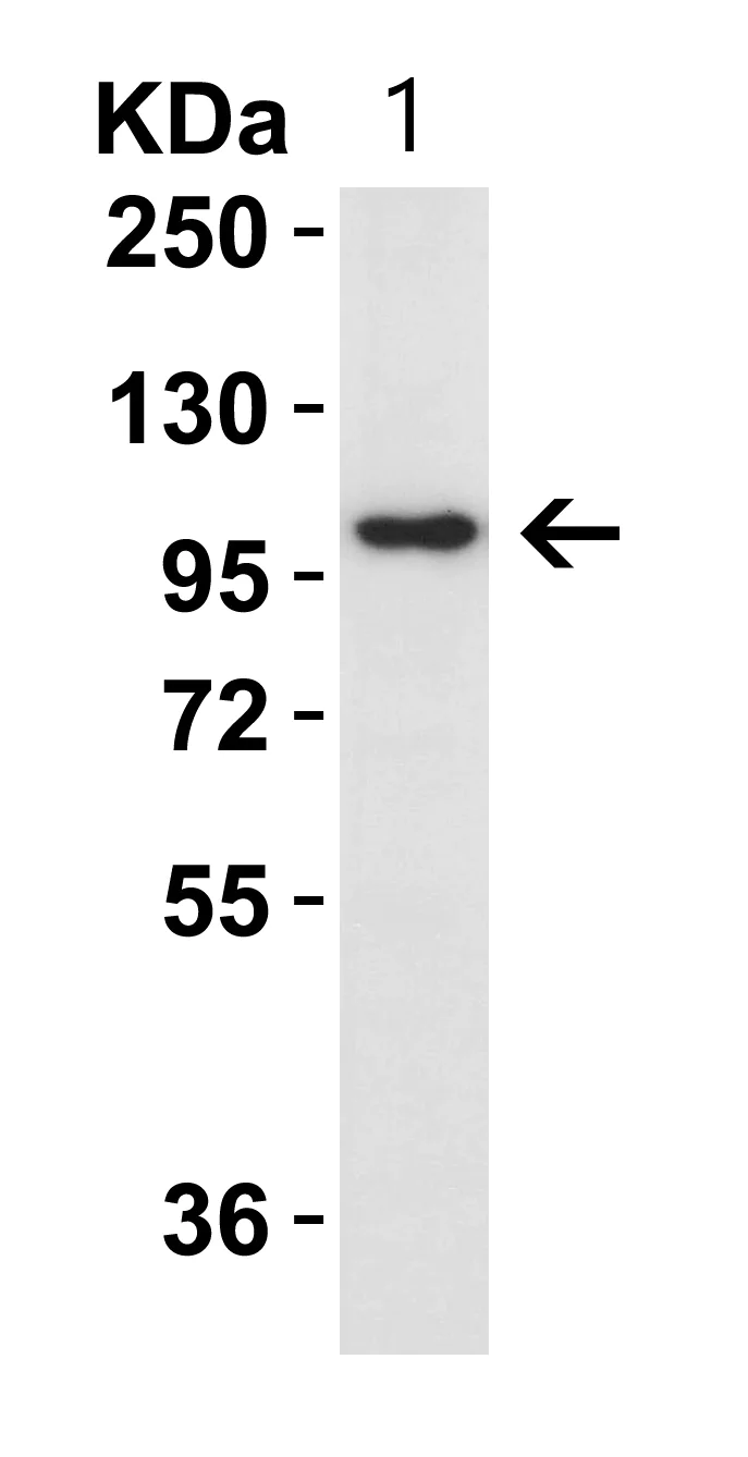 Western blot - Anti-IL-17RA antibody - N-terminal (AB180904)