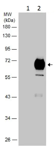 Western blot - Anti-IL-17RB antibody (AB229320)
