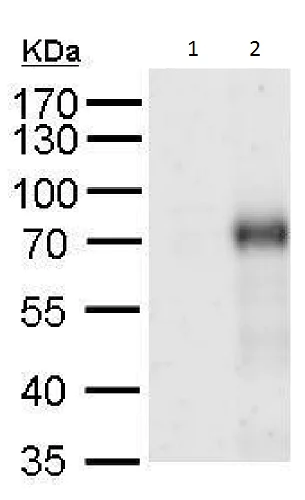 Western blot - Anti-IL-17RB antibody (AB229320)