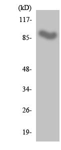 Western blot - Anti-IL-17RC antibody (AB136991)