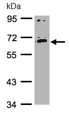 Western blot - Anti-IL-17RC antibody (AB96310)