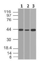 Western blot - Anti-IL-17RE antibody [ABM2G70] (AB228438)