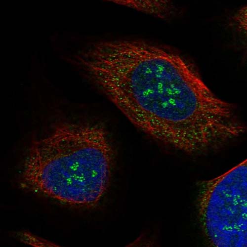 Immunocytochemistry/ Immunofluorescence - Anti-IL-17REL antibody (AB126399), expandable thumbnail