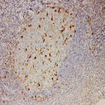 Immunohistochemistry (Formalin/PFA-fixed paraffin-embedded sections) - Anti-IL-18 antibody (AB191152)