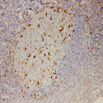 Immunohistochemistry (Formalin/PFA-fixed paraffin-embedded sections) - Anti-IL-18 antibody (AB191152)