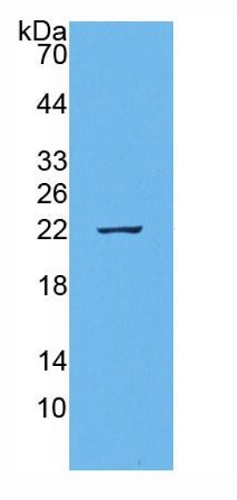 Western blot - Anti-IL-18 antibody [C8] (AB239611)