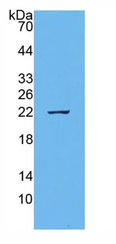Western blot - Anti-IL-18 antibody [C8] (AB239611)