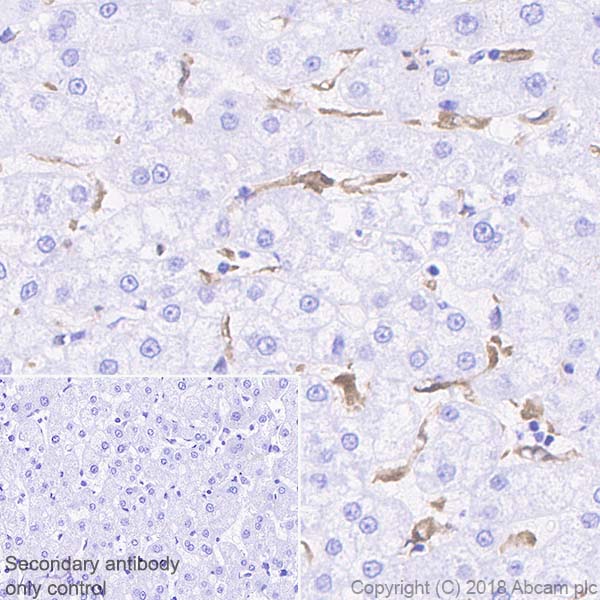 Immunohistochemistry (Formalin/PFA-fixed paraffin-embedded sections) - Anti-IL-18 antibody [EPR19954-188] (AB243091), expandable thumbnail