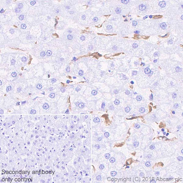 Immunohistochemistry (Formalin/PFA-fixed paraffin-embedded sections) - Anti-IL-18 antibody [EPR19954-188] (AB243091)