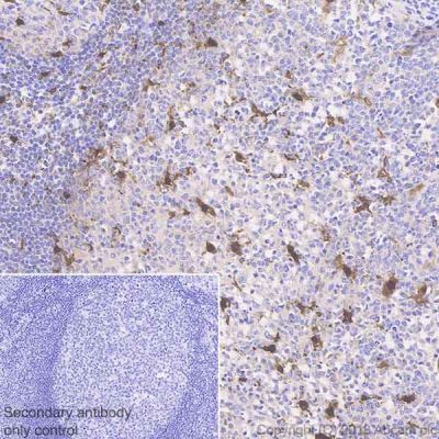 Immunohistochemistry (Formalin/PFA-fixed paraffin-embedded sections) - Anti-IL-18 antibody [EPR19954-188] (AB243091), expandable thumbnail
