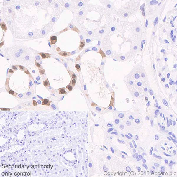 Immunohistochemistry (Formalin/PFA-fixed paraffin-embedded sections) - Anti-IL-18 antibody [EPR19954-188] - BSA and Azide free (AB243295)