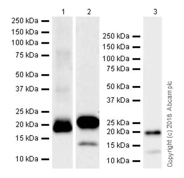 Western blot - Anti-IL-18 antibody [EPR19954-188] - BSA and Azide free (AB243295)