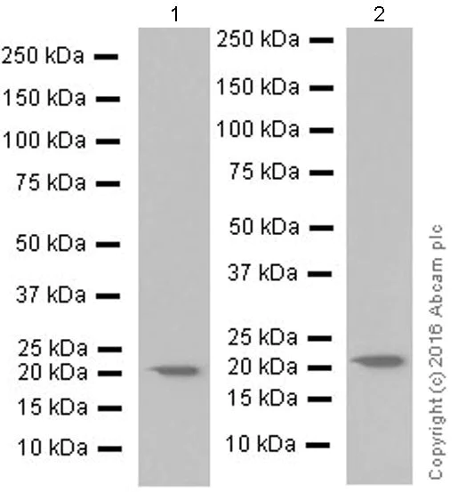 Western blot - Anti-IL-18 antibody [EPR19954] (AB207324)