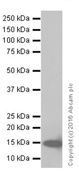 Western blot - Anti-IL-18 antibody [EPR19954] (AB207324)